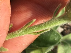 Aster alpinus vierhapperi