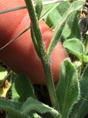 Aster alpinus vierhapperi