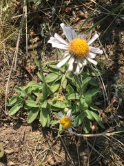 Aster alpinus vierhapperi