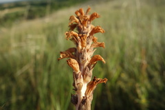 Phelipanche caesia
