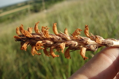 Phelipanche caesia