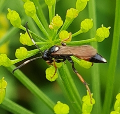 Ichneumon gracilentus