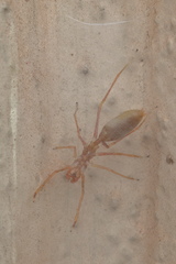 Myrmaplata plataleoides