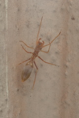 Myrmaplata plataleoides