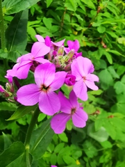 Hesperis matronalis
