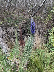 Echium candicans