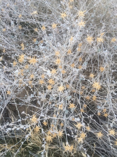 Woolly brickellbush (Brickellia incana)