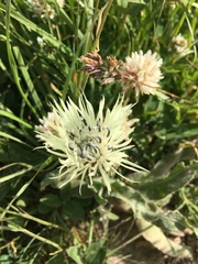 Centaurea cheiranthifolia