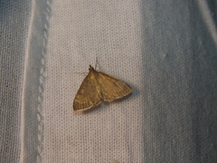 Anania fuscalis