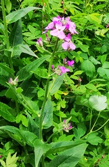 Hesperis matronalis