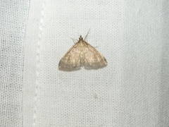 Anania fuscalis