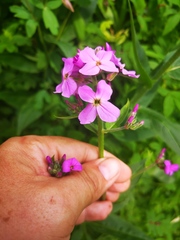 Hesperis matronalis