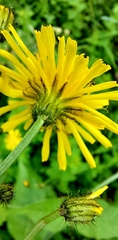 Crepis paludosa