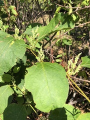 Reynoutria japonica