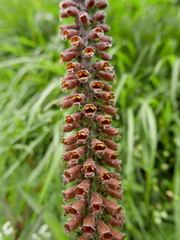 Digitalis parviflora