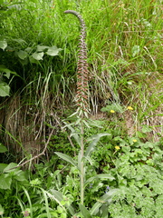 Digitalis parviflora