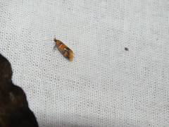 Promalactis procerella