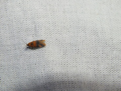 Promalactis procerella