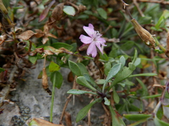 Petrocoptis glaucifolia