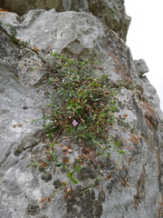 Petrocoptis glaucifolia