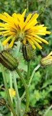Crepis paludosa