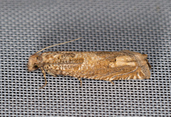 Pelochrista caecimaculana