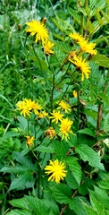 Crepis paludosa