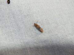 Promalactis procerella