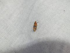 Promalactis procerella