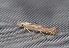 Isophrictis anthemidella