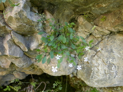 Petrocoptis glaucifolia