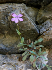 Petrocoptis glaucifolia