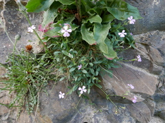 Petrocoptis glaucifolia