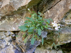 Petrocoptis glaucifolia