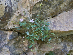Petrocoptis glaucifolia