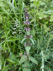 Stachys alpina