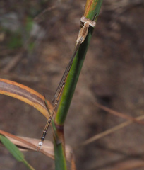 Indolestes insularis
