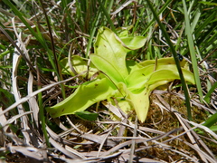 Pinguicula grandiflora