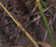Indolestes insularis
