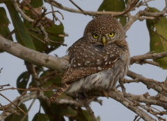 Glaucidium perlatum