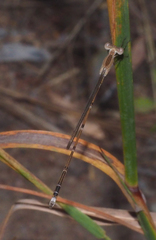 Indolestes insularis