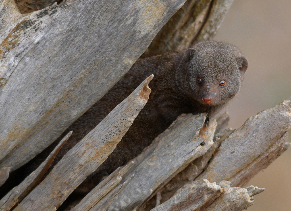 Common Dwarf Mongoose from S28, Kruger NP on July 25, 2015 at 09:04 AM ...