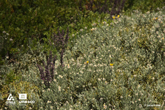 Echinospartum ibericum