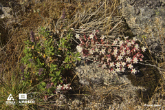 Teucrium salviastrum