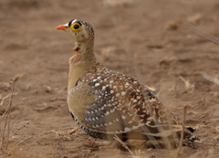 Pterocles bicinctus