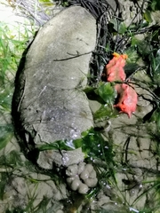 Holothuria scabra