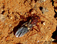 Neotrichedocla