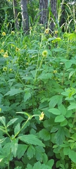 Geum aleppicum