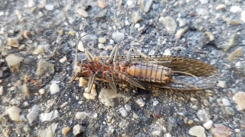 California Giant Stonefly photo 6