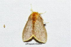 Nygmia uniformis